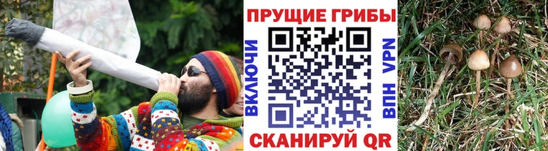 как найти наркотики Буинск Галлюциногенные грибы мухоморы